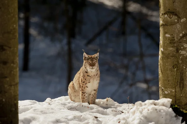 而在美丽的光看你雪背景中孤立的猞猁 — 图库照片