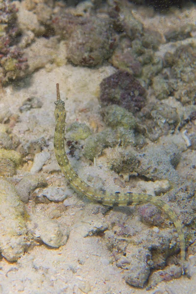 En färgglad fisk på hårda koraller makro i cebu Filippinerna — Stockfoto