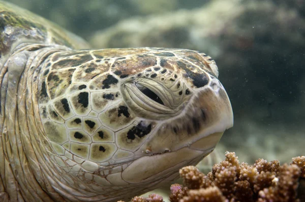 Portret sea turtle bliska patrząc na Ciebie — Zdjęcie stockowe