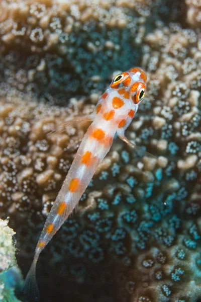 Um peixe colorido na macro coral duro em Cebu Portugal — Fotografia de Stock