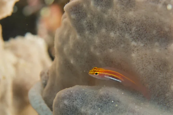 Um peixe colorido na macro coral duro em Cebu Portugal — Fotografia de Stock