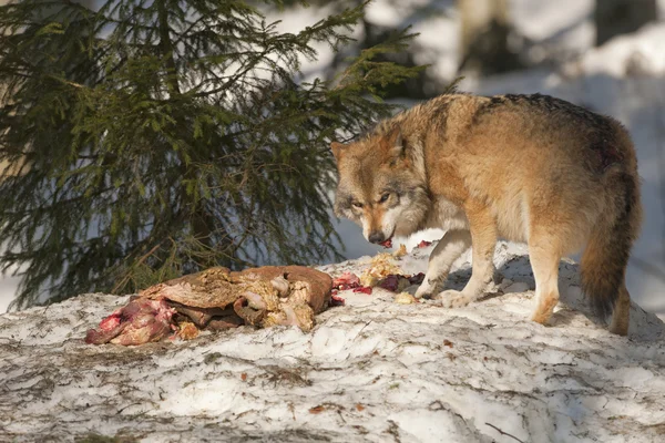 Un loup gris isolé dans la neige tout en mangeant et en vous regardant — Photo