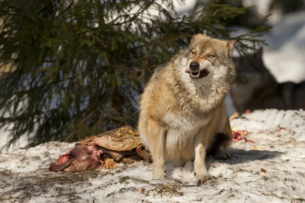 Um lobo cinzento isolado na neve enquanto come e olha para ti — Fotografia de Stock