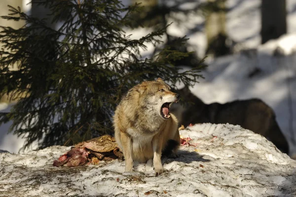 Un lobo gris aislado en la nieve mientras aulla — Foto de Stock
