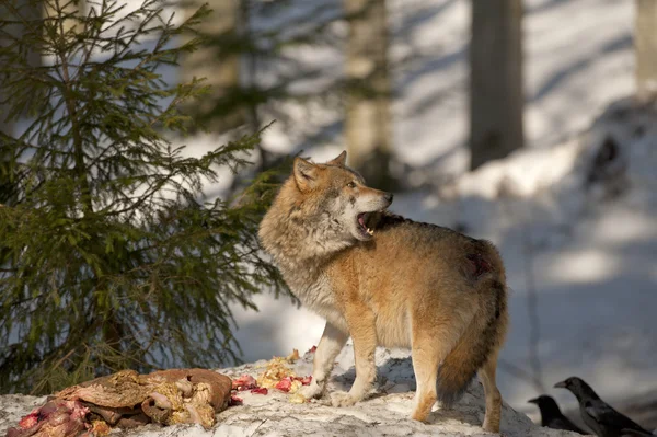 Šedý vlk izolován ve sněhu při pohledu na vás — Stock fotografie