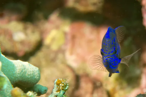 A colorful fish on hard coral macro in Cebu Philippines — Stock Photo, Image