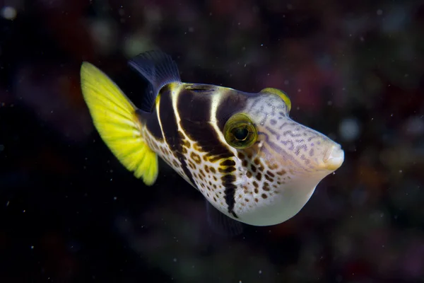 Een portret van kleurrijke vissen in cebu Filippijnen — Stockfoto