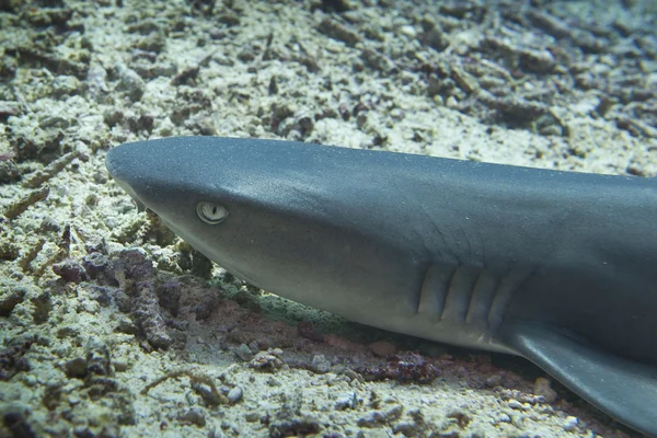 Um Tubarão mandíbulas e olho fechar debaixo d 'água olhando para você pronto para atacar — Fotografia de Stock