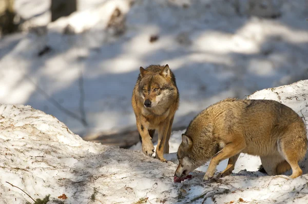 Dois lobos cinzentos isolados na neve enquanto vinham ter contigo — Fotografia de Stock