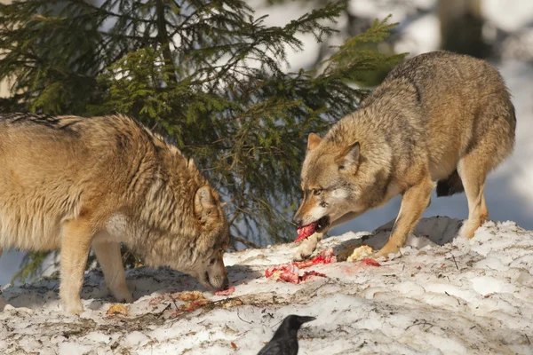 Un lobo gris aislado en la nieve mientras come carne fresca —  Fotos de Stock