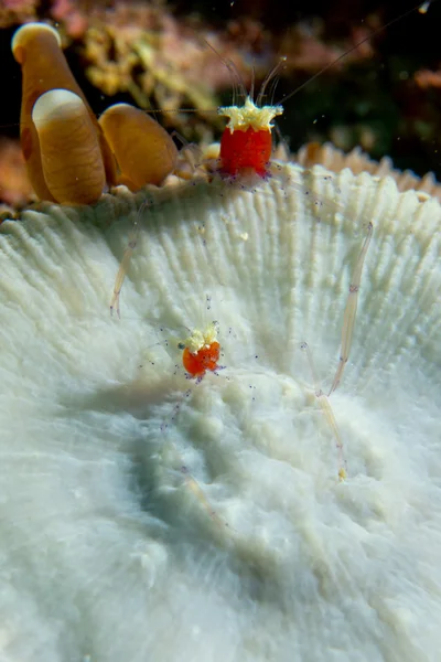 필리핀 세부에서에서 빨간 부드러운 산호 매크로에 화려한 팝 옥수수 새우 — 스톡 사진