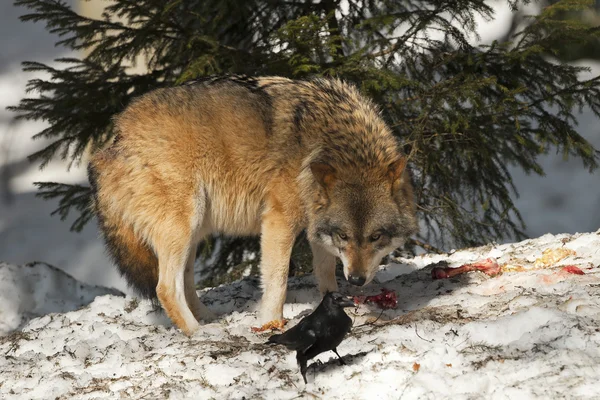 A grey wolf isolated in the snow while looking at black raven — Stok fotoğraf