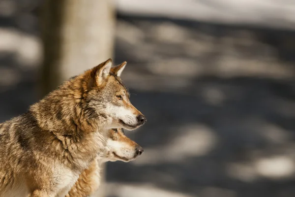 Ein grauer Wolf isoliert im Schnee, während er dich ansieht — Stockfoto