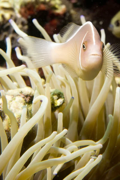 Un pesce colorato su macro corallo duro a Cebu Filippine — Foto Stock