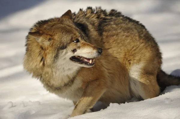 Ein grauer Wolf isoliert im Schnee, während er sich um — Stockfoto