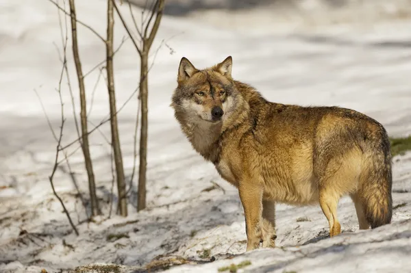Ein grauer Wolf isoliert im Schnee, während er dich ansieht — Stockfoto