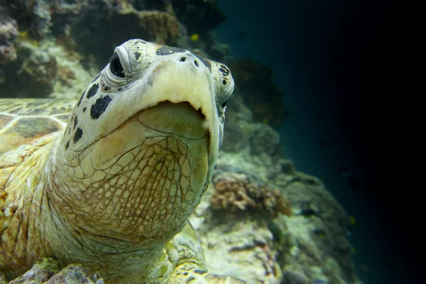 黒の背景であなたを見ながら海カメの肖像画をクローズ アップ — ストック写真