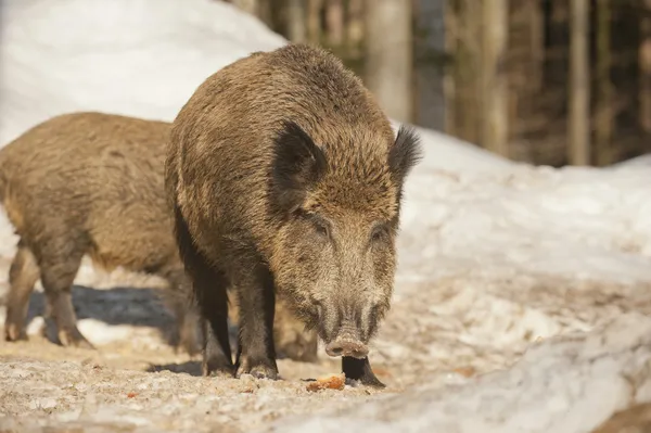 Un maiale selvatico isolato nella neve mentre ti guarda — Foto Stock