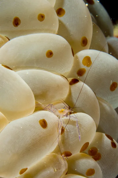 Een kleurrijke garnalen op harde koraal macro in cebu Filippijnen — Stockfoto