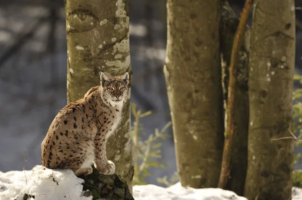 Um Lynx isolado no fundo da neve enquanto olha para você sentado em uma rocha — Fotografia de Stock