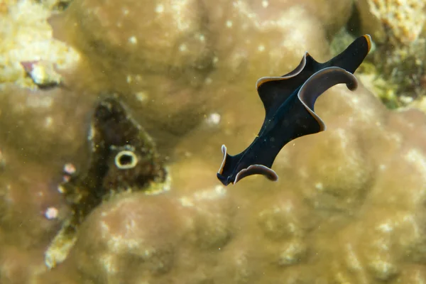 Um verme plano nadando sobre macro coral duro em Cebu Portugal — Fotografia de Stock