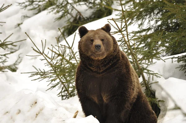 Un orso nero marrone ritratto grizzly nella neve mentre ti guarda — Foto Stock