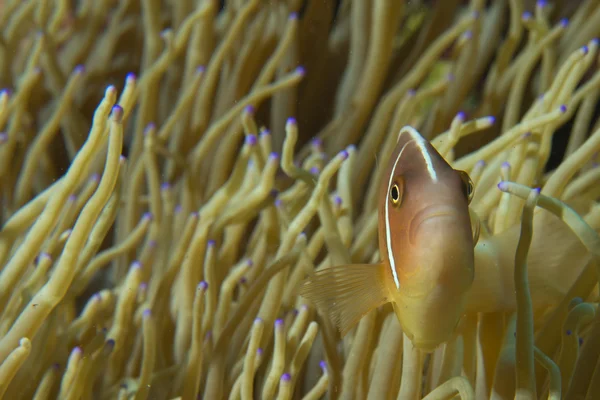 Un pesce pagliaccio colorato che ti guarda a Cebu Filippine — Foto Stock