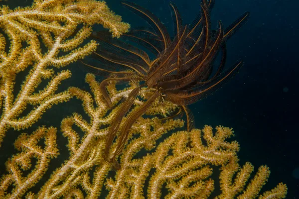 Um colorido amarelo macio e preto crinoid coral macro em Ceara Brasil — Fotografia de Stock