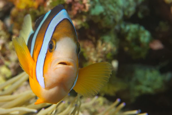 Ein isolierter Clownfisch schaut dich in cebu philippinen an — Stockfoto