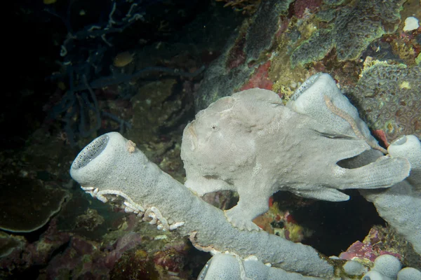 필리핀 세부에서에서 하드 산호 매크로에 frogl 물고기 — 스톡 사진