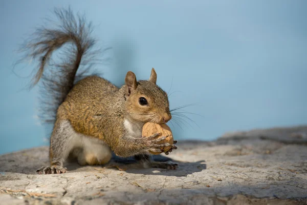 Ein graues Eichhörnchen, das dich ansieht, während es eine Nuss im blauen Himmel hält — Stockfoto