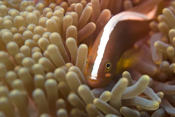 Een geïsoleerde clown vis verbergen in een anemone met een garnaal — Stockfoto