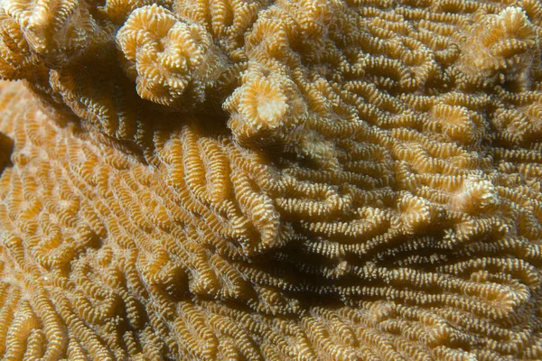 Барвисті жорстких коралові макросу в Себу, Філіппіни — стокове фото