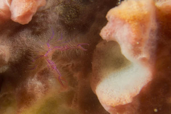 多彩豪里螃蟹上硬珊瑚宏在菲律宾宿雾 — 图库照片