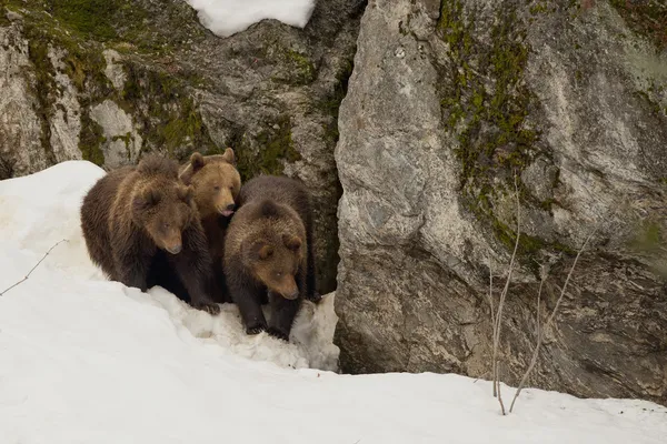 Ein schwarzer Bär, ein braunes Grizzly-Familienporträt im Schnee, während er dich ansieht — Stockfoto