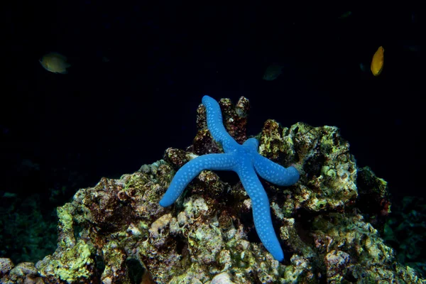 Een blauwe zee ster opknoping op rif in cebu Filippijnen — Stockfoto