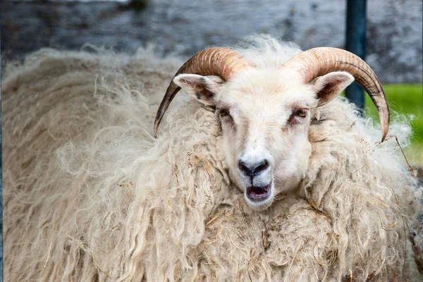 En stor vit ram får med långa horn tittar på dig på nära håll — Stockfoto