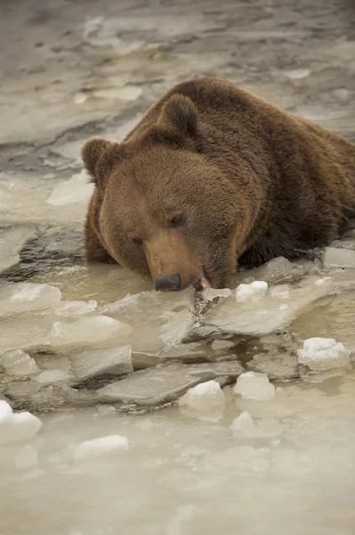 Ein Schwarzbär braun Grizzlyporträt im Schnee, während er Eis isst — Stockfoto