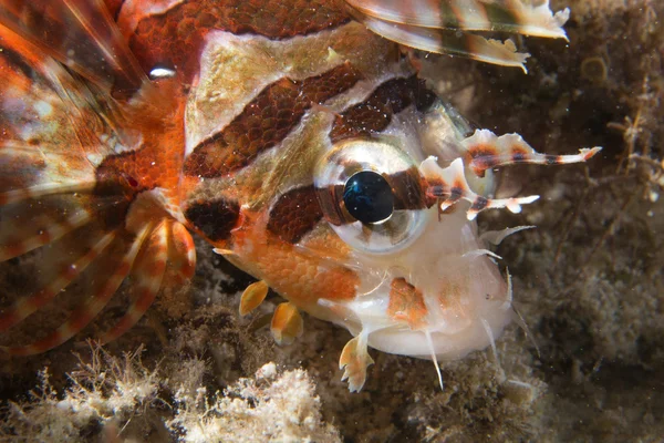 Um escorpião colorido detalhe peixe Cebu Filipinas — Fotografia de Stock