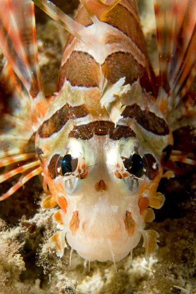 Een kleurrijke schorpioen vis detail cebu Filippijnen — Stockfoto