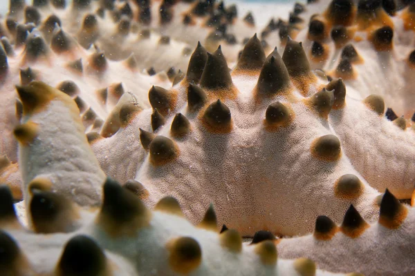 Een roze oranje en zwarte zee star groep Close-up op de zand achtergrond — Stockfoto