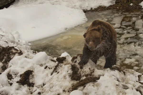 Ein Schwarzbär braun Grizzlyporträt in Schnee und Eis, während er dich ansieht — Stockfoto