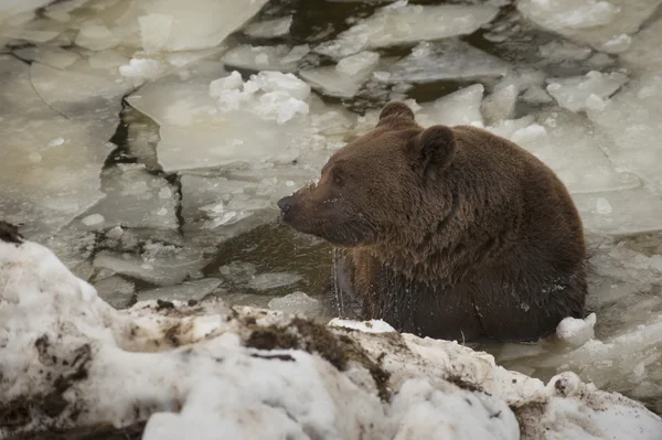 Ein Schwarzbär braun Grizzlyporträt im Schnee beim Schwimmen im Eis — Stockfoto