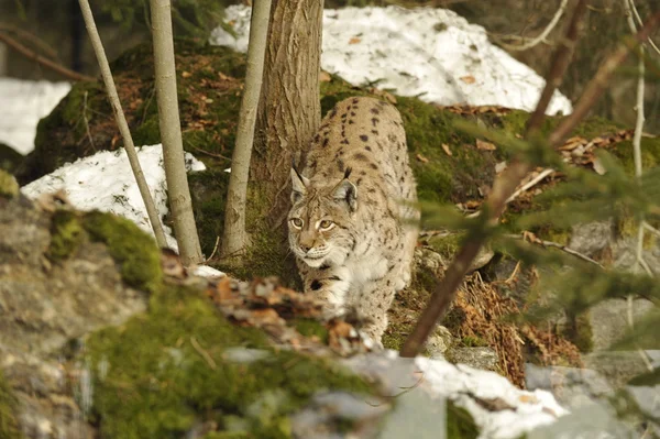 Izolované lynx v pozadí sněhu při lovu, při pohledu na vás — Stock fotografie