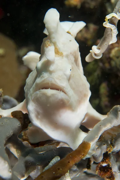 Bwhite 핑크 개구리 물고기 스 카도 르 섬 필리핀에서 당신을 보고 — 스톡 사진