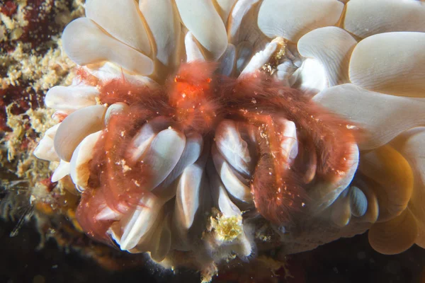 Red orang utan crab on hard coral macro in Cebu Philippines — Stock Photo, Image