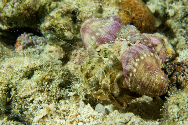 Kolorowy krab pustelnik w cebu Filipiny — Zdjęcie stockowe