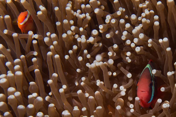 Far och son clown fisk i anemone i cebu Filippinerna — Stockfoto