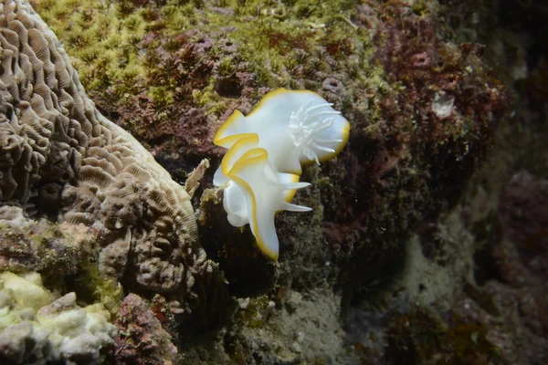 关于在菲律宾宿雾珊瑚白色和黄色 nudibranchc — 图库照片