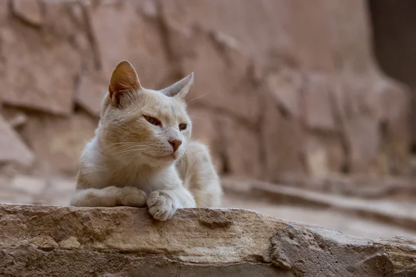 검 투사 영화의 고도계 Benhaddou 모로코 위치의 유적에서 편안한 고양이 — 스톡 사진